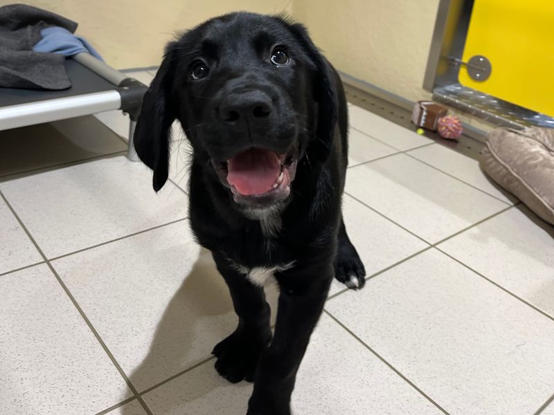 Border Collie for adoption in Ballymena, County Antrim – 5 months old - Image 2 of 3