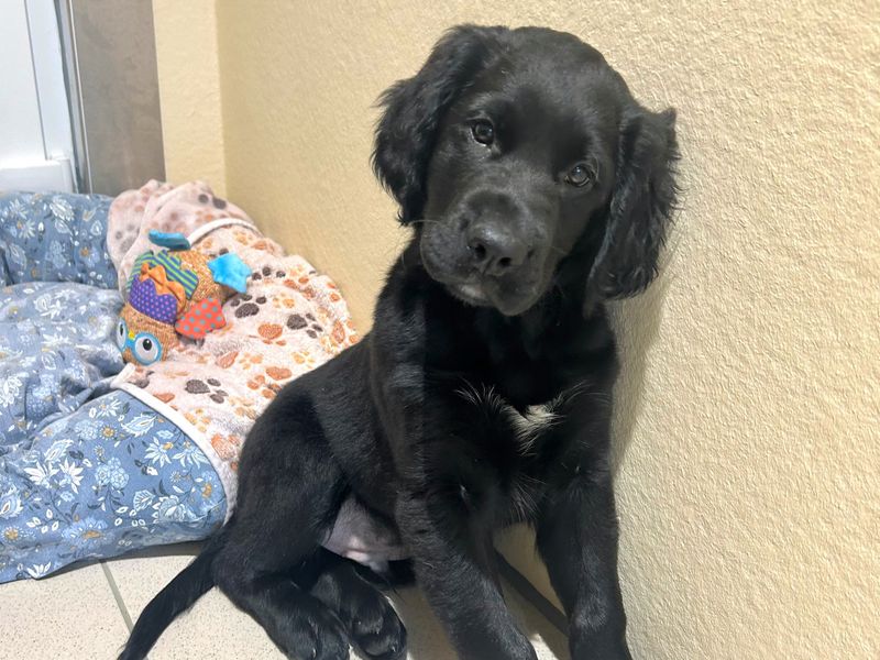 Border Collie for adoption in Ballymena, Co Antrim – 3 months old