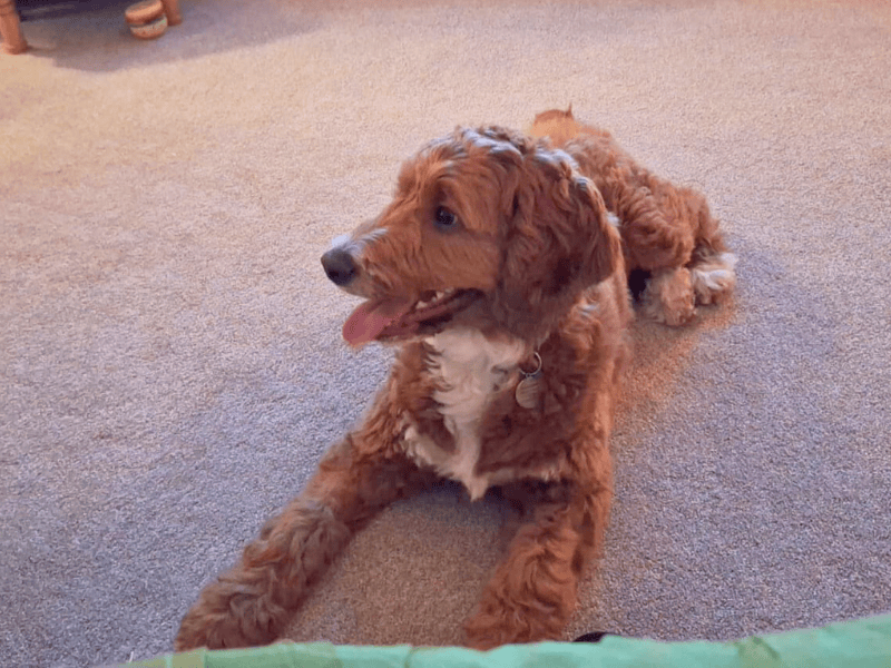 Cocker Spaniel for adoption in , – 11 months old - Image 6 of 6