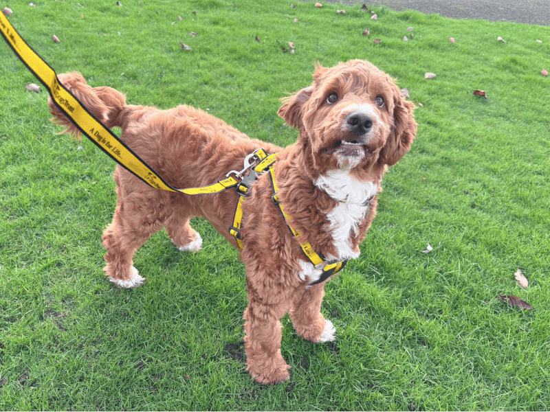 Cocker Spaniel for adoption in , – 11 months old - Image 4 of 6