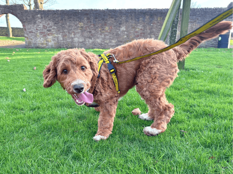 Cocker Spaniel for adoption in , – 9 months old