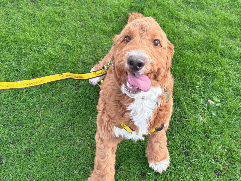 Cocker Spaniel for adoption in , – 11 months old - Image 2 of 6