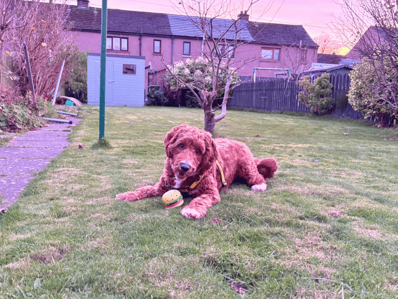 Cocker Spaniel for adoption in , – 11 months old - Image 5 of 6