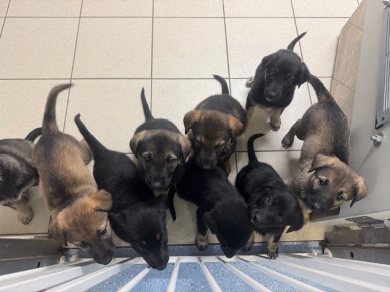 German Shepherd for adoption in Leeds, Yorkshire – 6 weeks old