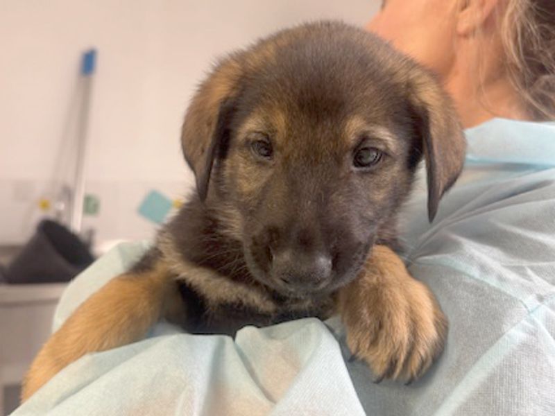 German Shepherd for adoption in Leeds, Yorkshire – 6 weeks old - Image 2 of 2