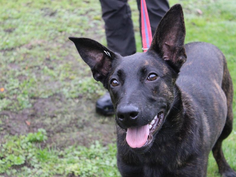 Sunny, a 2 years old female Dutch Shepherd available for adoption from Dogs Trust in Merseyside, Liverpool