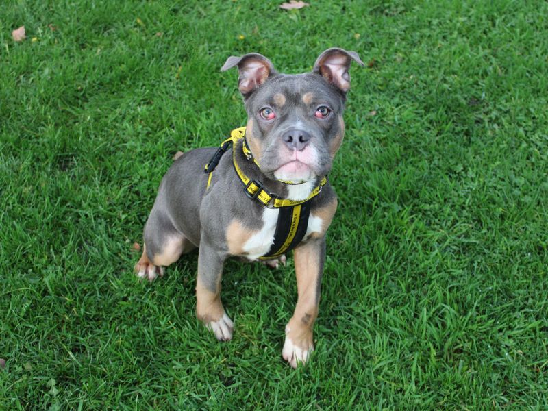 English Bulldog for adoption in Liverpool, Merseyside – 6 months old