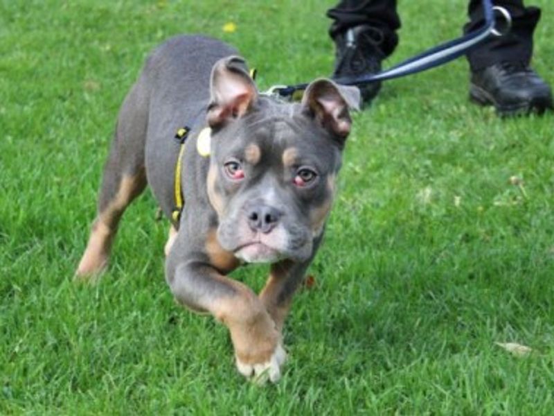 English Bulldog for adoption in Liverpool, Merseyside – 6 months old - Image 3 of 3