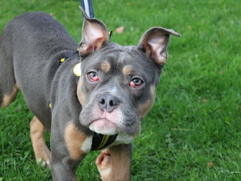 English Bulldog for adoption in Liverpool, Merseyside – 6 months old - Image 2 of 3