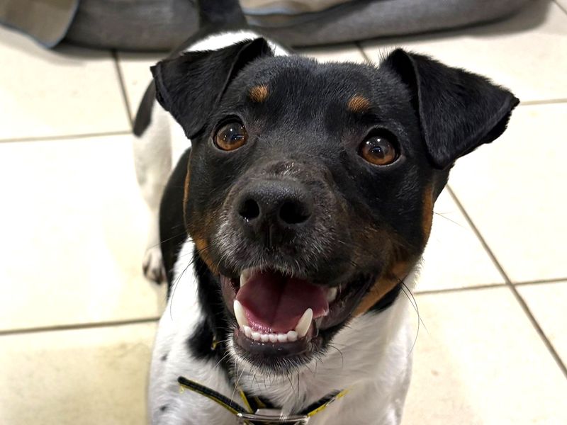 Chico, a 2 years old male Jack Russell Terrier available for adoption from Dogs Trust in Harefield, Greater London