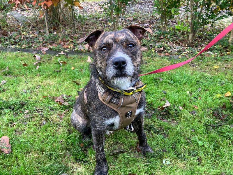 Rocky Staffy Cross | Lurcher Cross | Ilfracombe - 1