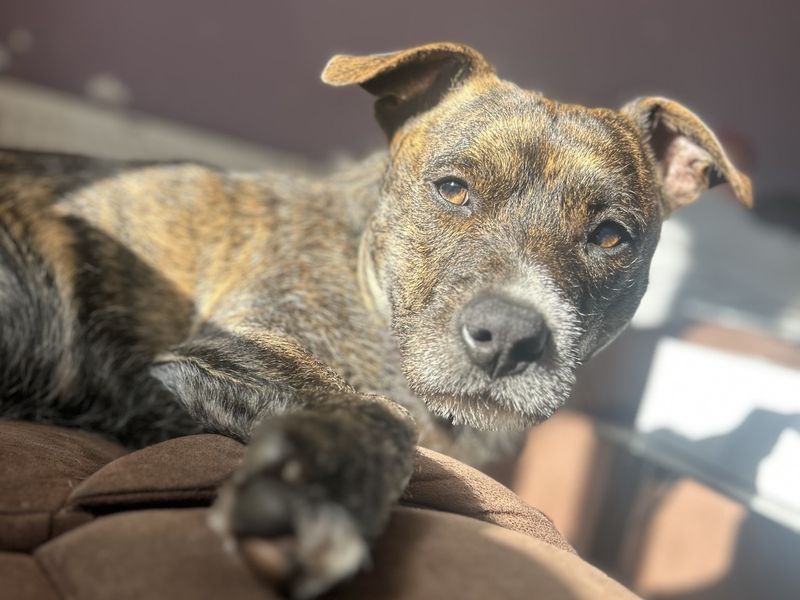 Rocky Staffy Cross | Lurcher Cross | Ilfracombe - 1