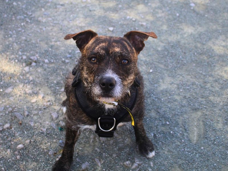 Mushroom | Terrier (Staffordshire Bull) Cross | Manchester - 1