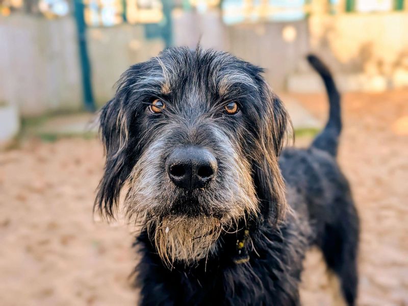 Reggie, a 4 years old male Unknown available for adoption from Dogs Trust in Splott, Wales