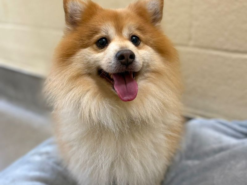Pomeranian for adoption in Uxbridge, London – 7 years old