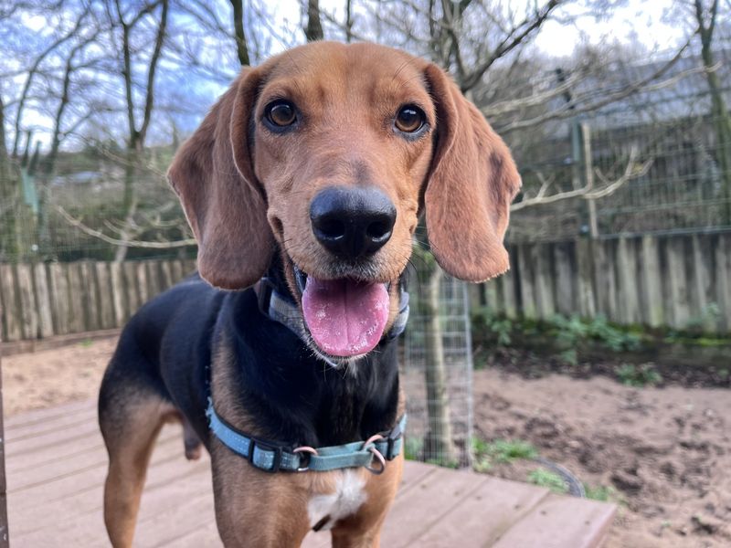 Zeus Greek Hound, a 4 years old male Crossbreed available for adoption from Dogs Trust in Ilfracombe, Devon