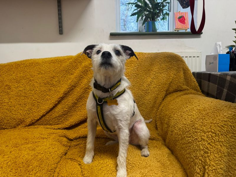 Jack Russell Terrier for adoption in Wales, Somerset – 11 years old - Image 3 of 3