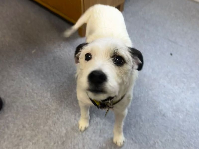 Jack Russell Terrier for adoption in Mid Glamorgan, Wales – 11 years old