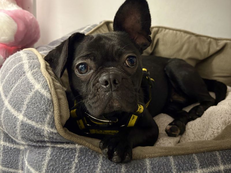 Pepper | Pug Cross | Ballymena (Northern Ireland) - 1