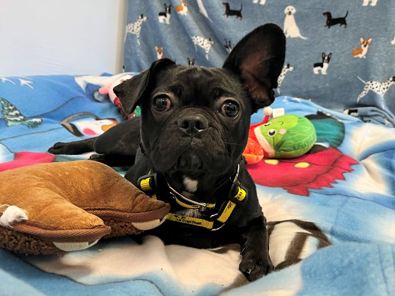 Pug for adoption in Ballymena, Co Antrim – 1 year old - Image 3 of 3