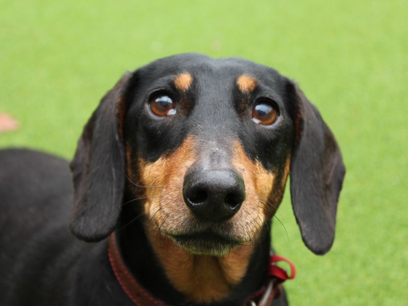 Dachshund for adoption in Newbury, Berkshire – 7 years old - Image 2 of 5