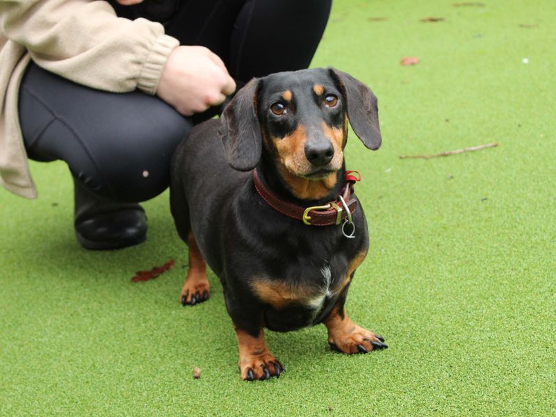 Dachshund for adoption in Newbury, Berks – 7 years old