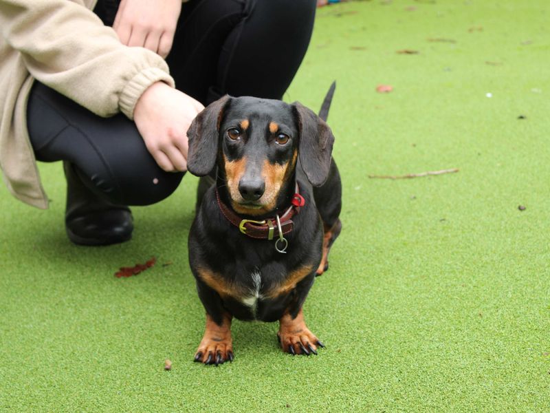 Dachshund for adoption in Newbury, Berkshire – 7 years old - Image 5 of 5