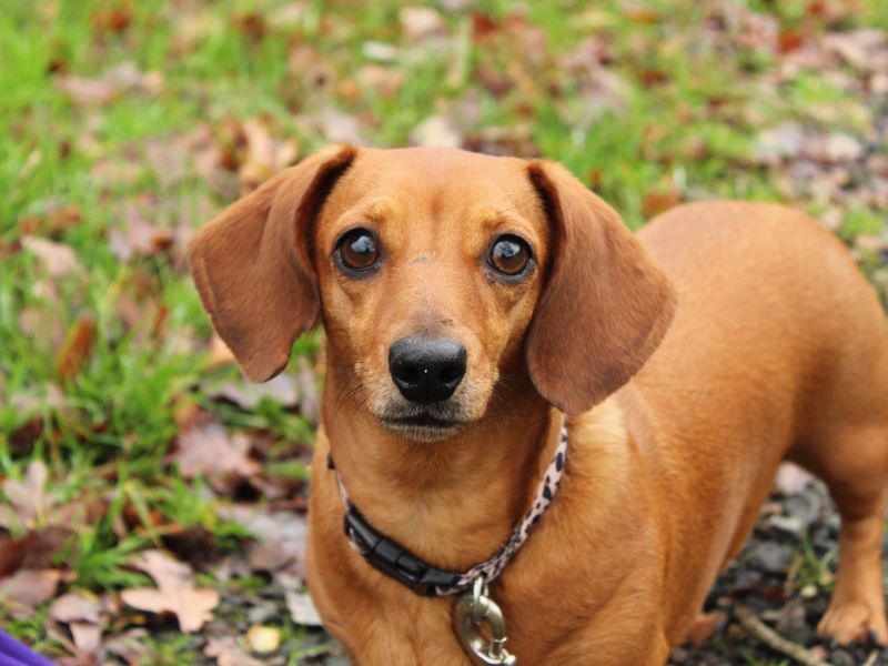 Georgie | Dachshund (Miniature Smooth Haired) | Newbury (Berkshire) - 1