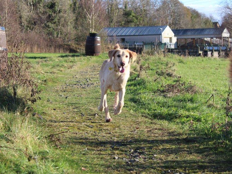 Poodle for adoption in Glasgow, Scotland – 8 years old