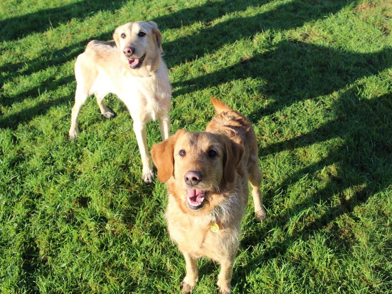 Poodle for adoption in Glasgow, Scotland – 8 years old - Image 2 of 4