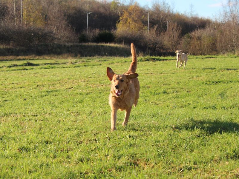 Poodle for adoption in Glasgow, Scotland – 7 years old - Image 3 of 4