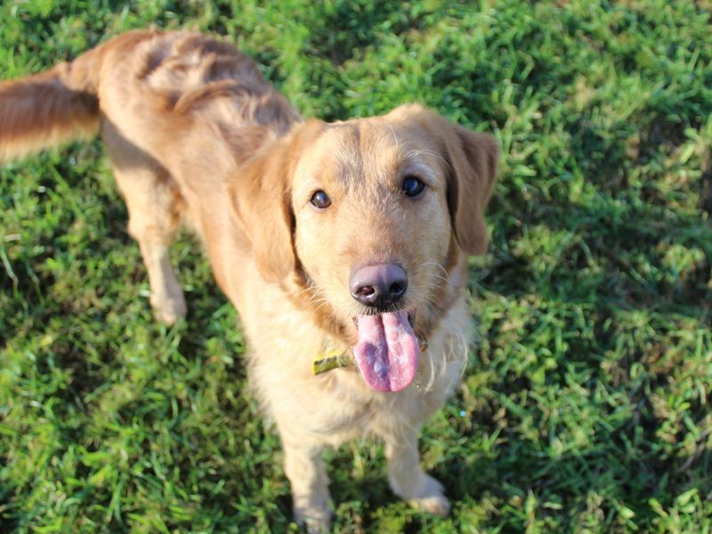 Poodle for adoption in Glasgow, Scotland – 7 years old - Image 2 of 4