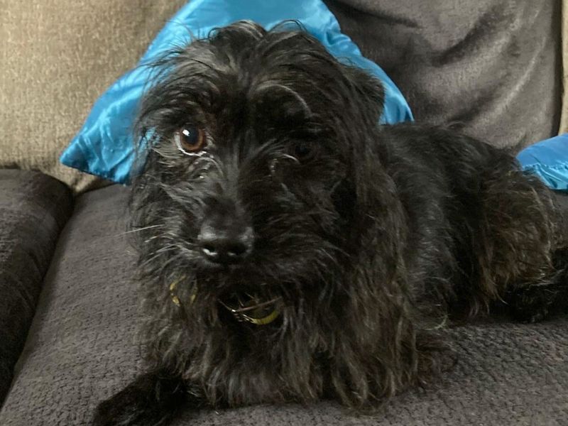 Winston, a 6 years old male Crossbreed available for adoption from Dogs Trust in Basildon, Essex