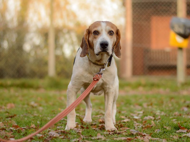 Beagle for adoption in Kenilworth, Warks – 3 years old
