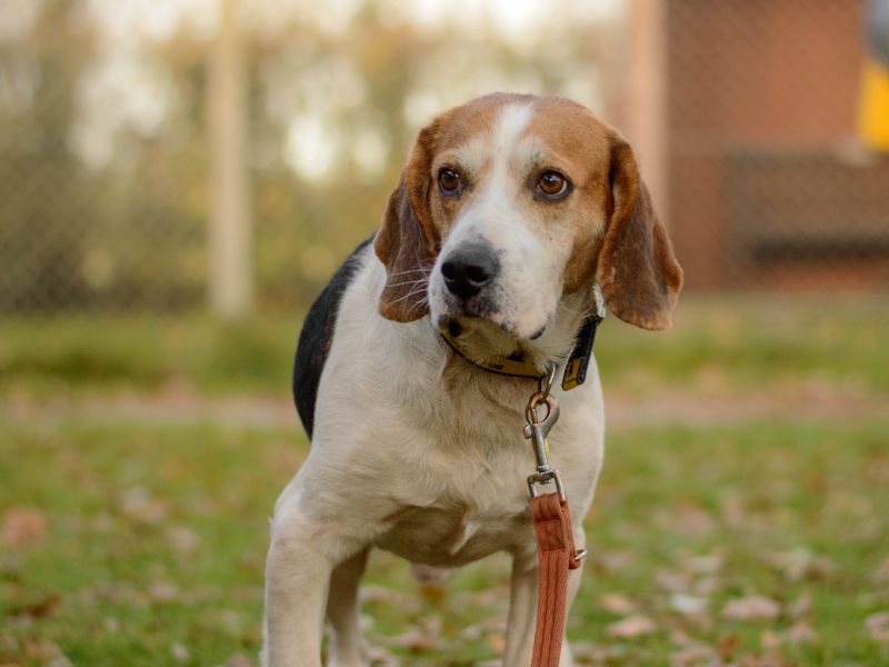 Beagle for adoption in Kenilworth, Warks – 3 years old - Image 4 of 4
