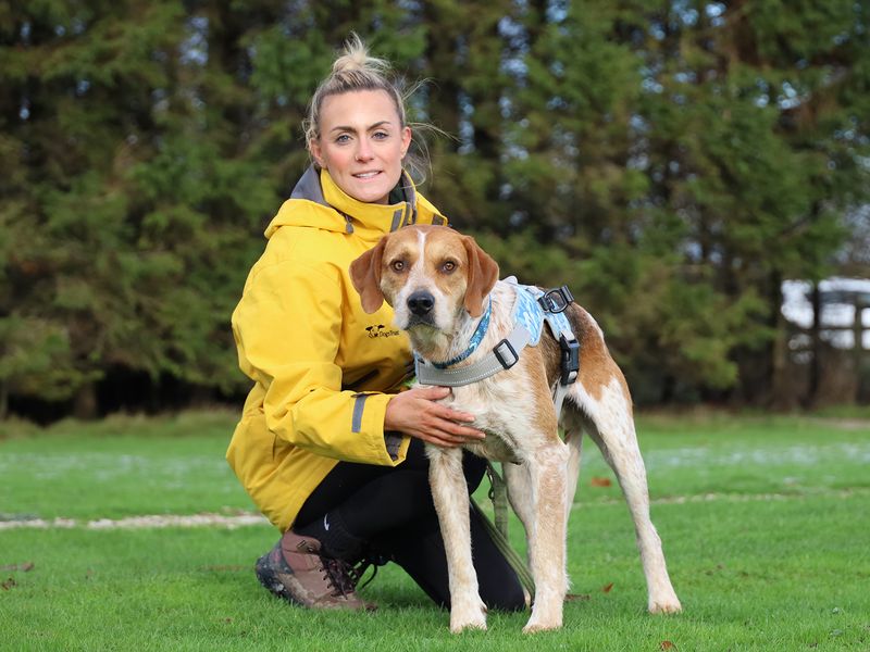 German Pointer for adoption in Leeds, Yorkshire – 3 years old
