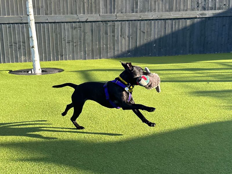 Kelly, a 2 years old female Staffordshire Bull Terrier available for adoption from Dogs Trust in Shoreham, West Sussex