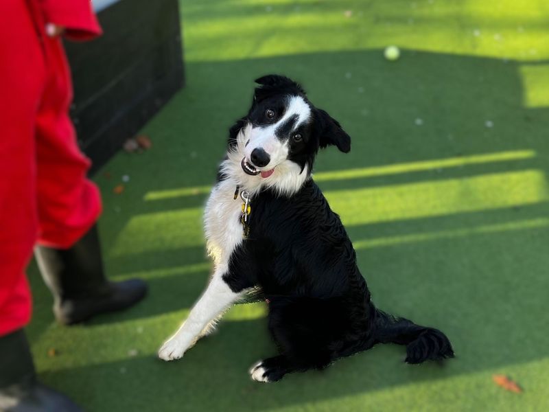 Timothy | Collie (Border) | Canterbury - 2