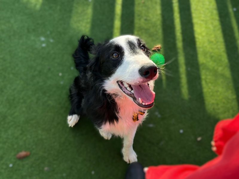 Timothy | Collie (Border) | Canterbury - 3