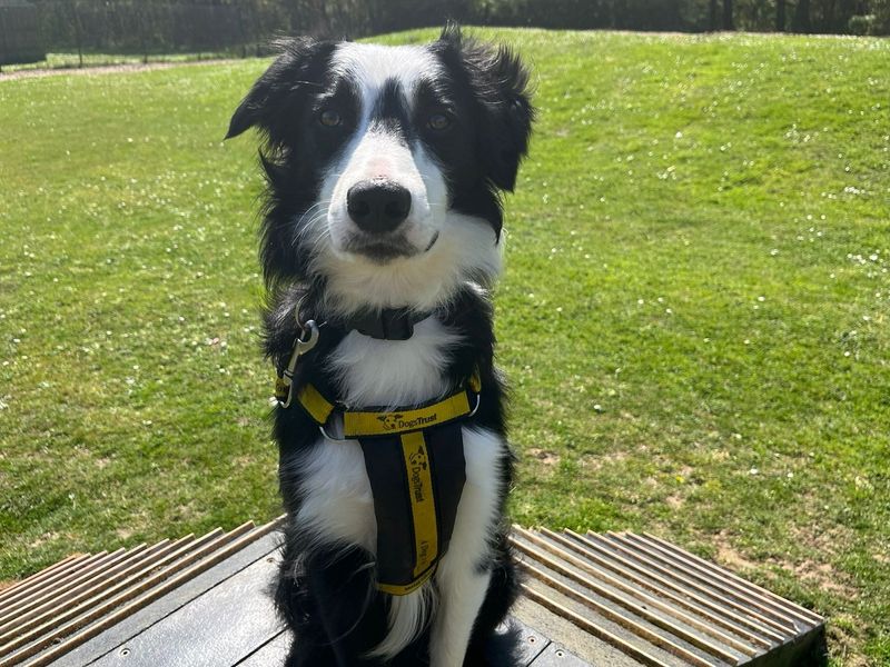 Timothy | Collie (Border) | Canterbury - 4