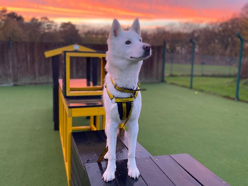 Siberian Husky for adoption in Chestfield, Kent – 1 year old