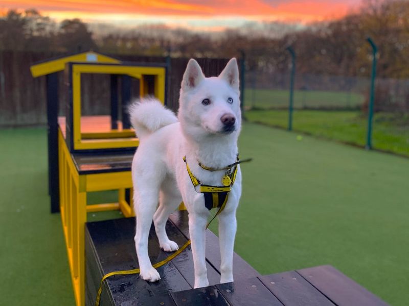 Siberian Husky for adoption in Chestfield, Kent – 1 year old - Image 2 of 2