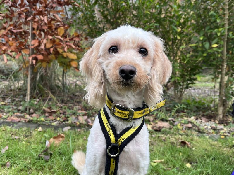 Cocker Spaniel for adoption in Ilfracombe, North Devon – 2 years old