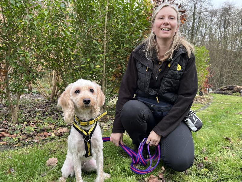 Cocker Spaniel for adoption in Ilfracombe, Devon – 2 years old - Image 3 of 3