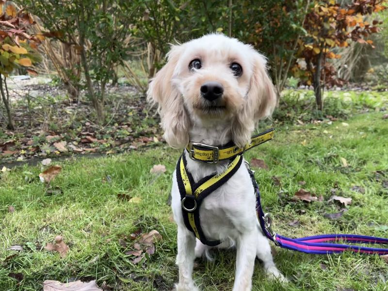 Cocker Spaniel for adoption in Ilfracombe, Devon – 2 years old - Image 2 of 3