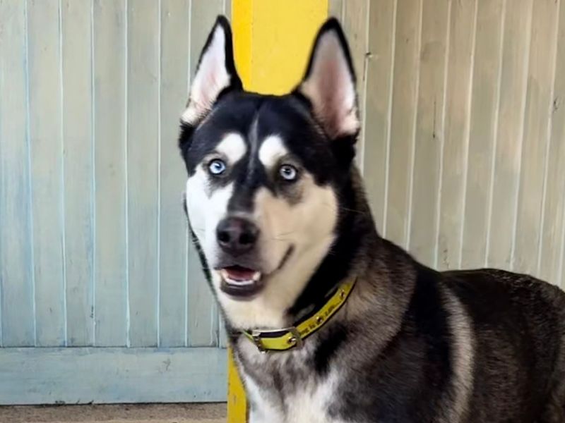 Siberian Husky for adoption in Snetterton, Norfolk – 3 years old - Image 2 of 4