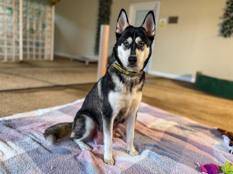 Siberian Husky for adoption in Snetterton, Norfolk – 3 years old - Image 4 of 4