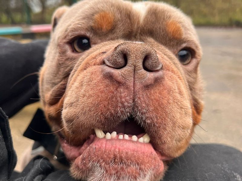 English Bulldog for adoption in Uxbridge, Greater London – 3 years old - Image 3 of 3