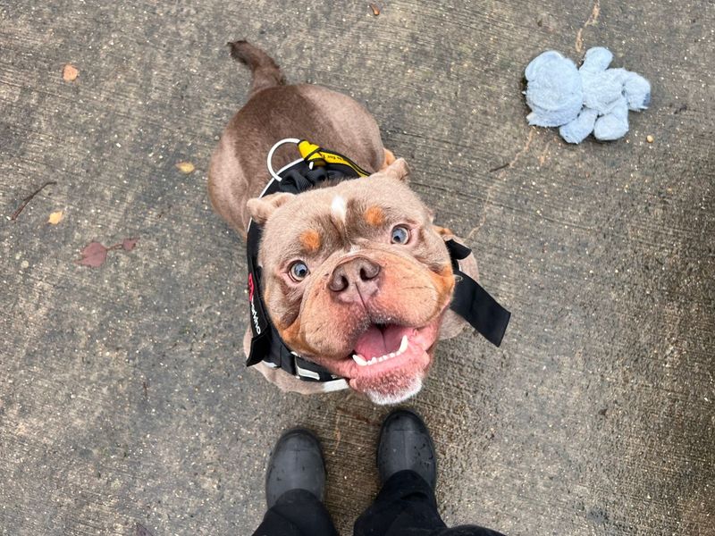 Junior | Bulldog | Harefield West London - 1