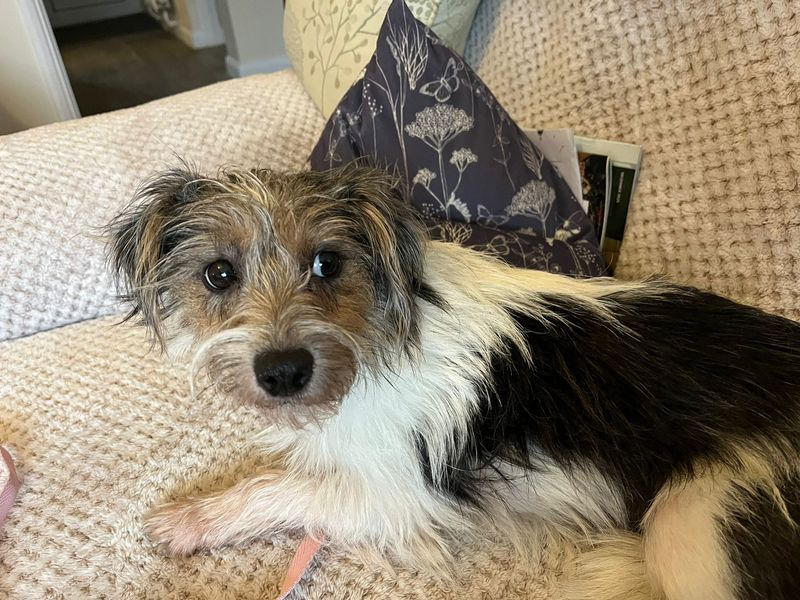 Jack Russell Terrier for adoption in Newton Tony, Wiltshire – 1 year old